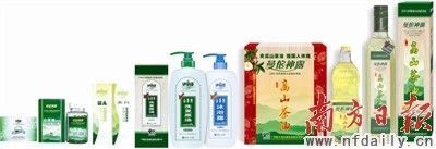 梅州 油茶树成农民致富“摇钱树”