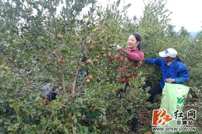 双牌 昔日种下油茶树 今日喜获“金银山”