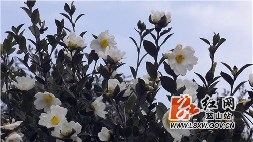 蓝山县新圩镇板屋村 千亩油茶美如画 满山芬芳尽染“雪”
