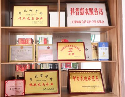 大龙益寿植物油 产销两旺势头好 油茶树成致富树