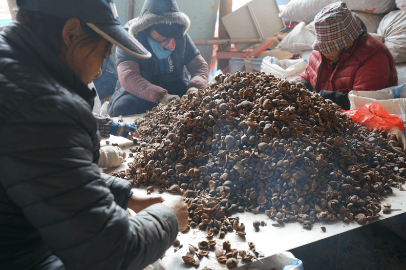 乡村振兴再发力 | “液体黄金”山茶籽油，铺就村民致富路