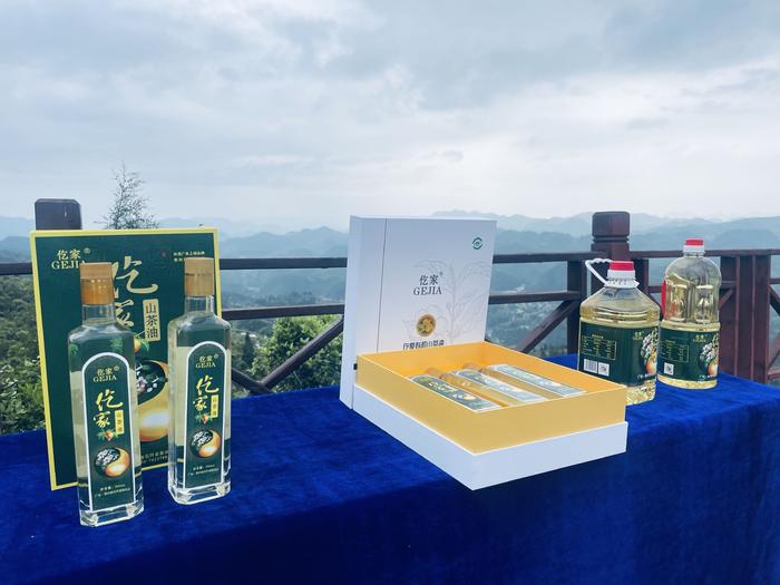 贵州石阡 漫山野生油茶树孕育“东方橄榄油”