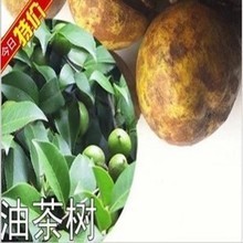 山茶花种子最新采购与种植专题 | 含油茶树品种详解