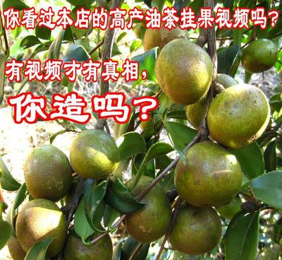 湖南油茶树基地 高产油茶苗与茶园绿化的理想选择