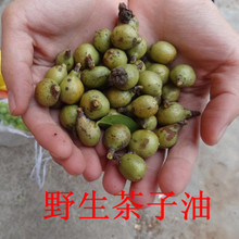 最新最全食用茶树油产品参考信息