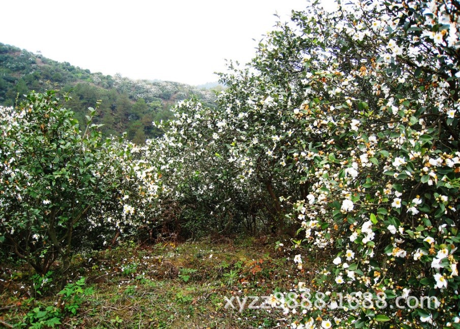 优质10-40年生油茶树低价出售 林业品种推荐与选购指南